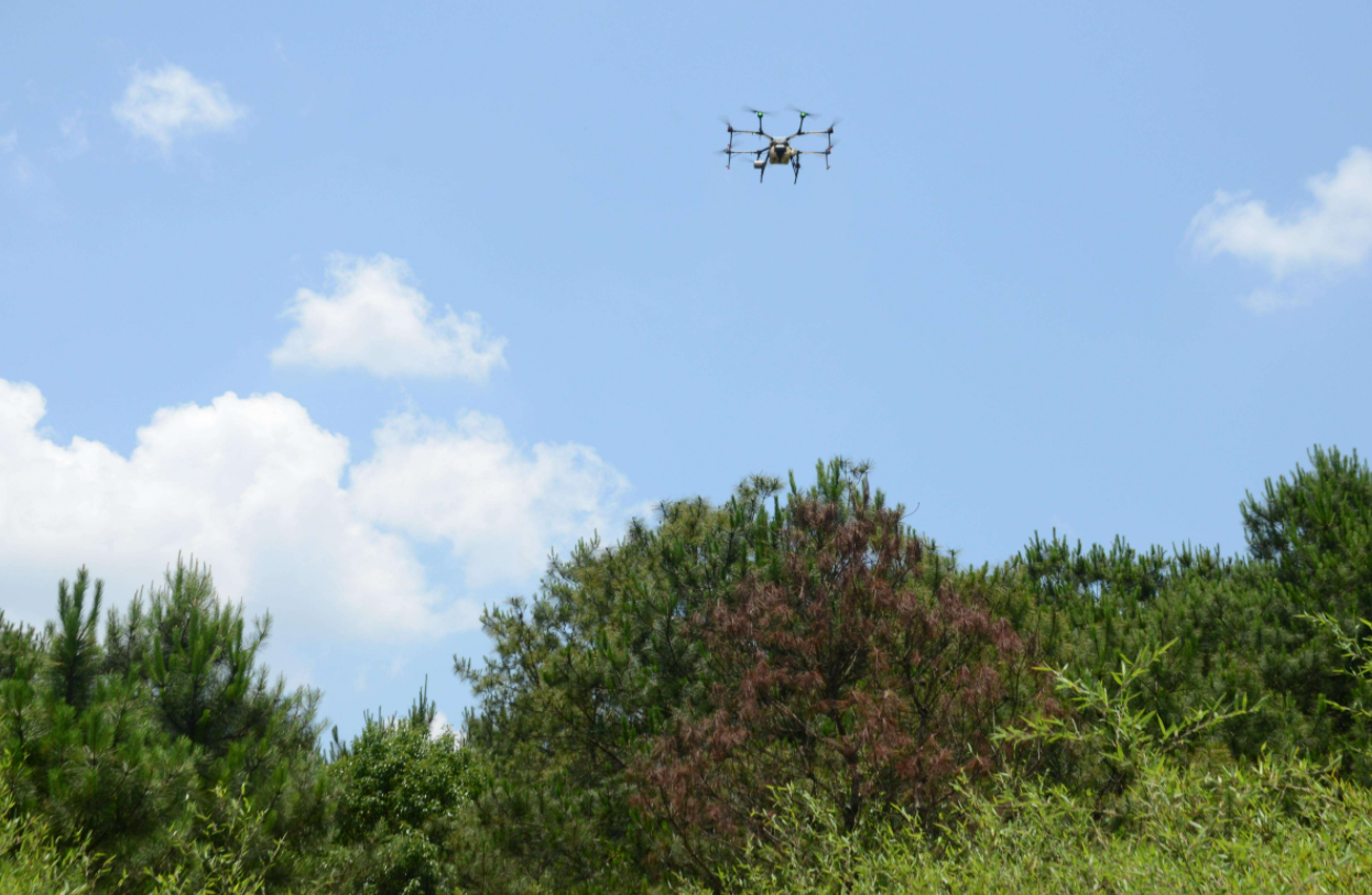 以蟲治蟲 三亞首用無人機釋放天敵防治害蟲護航綠色農業(圖1)